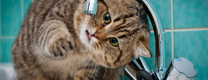  ��������� ����� �������� �������� �������� ���� 