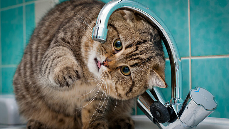  ��������� �������� �������� �������� ���� ��������� ������������� 