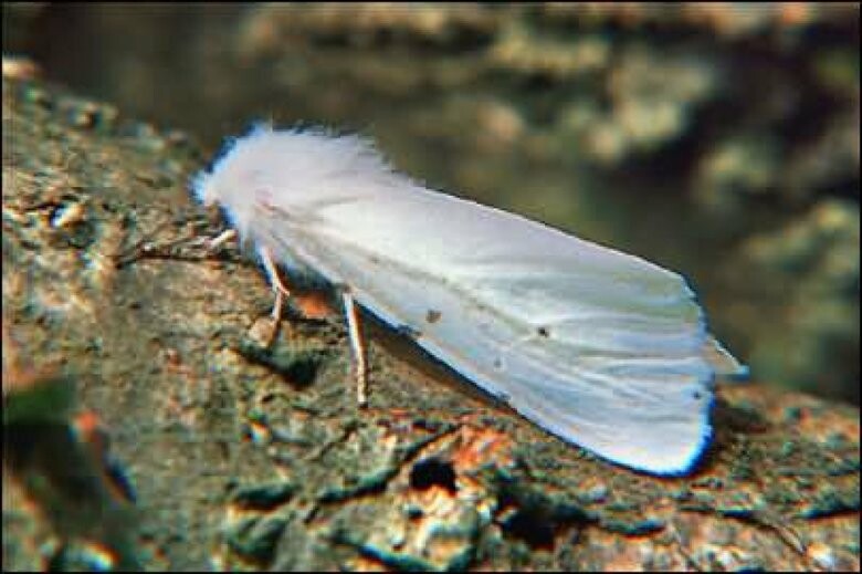  ����������� ������ ������ �������� ������������ ����� ������� 