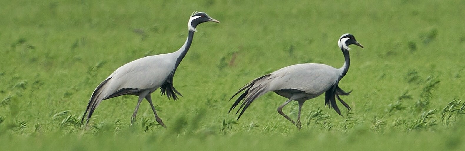  ����������� ������� ��������� ���� �������� ������������� ��������-�������� ���� 