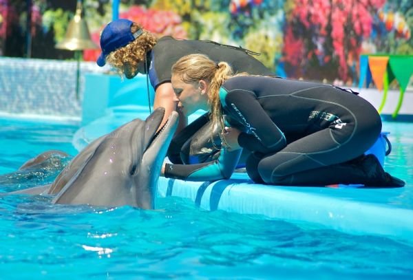 дельфины-поцелуйчик