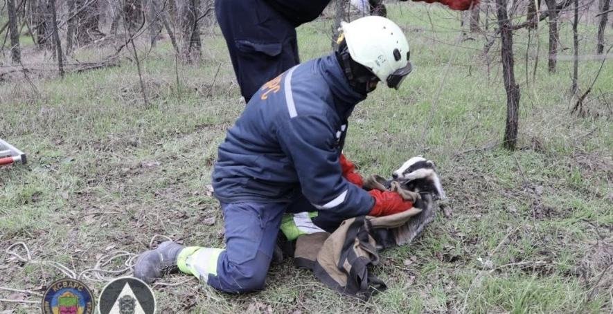 У Запоріжжі муніципальні рятувальники витягли борсука з каналізації