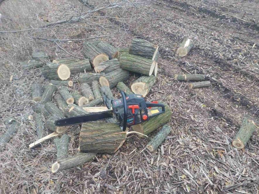 У Запорізькому районі виявили незаконну вирубку дерев