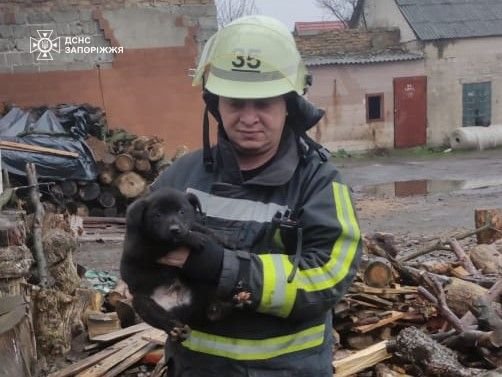 У Запорізькій області співробітники ДСНС врятували цуценя