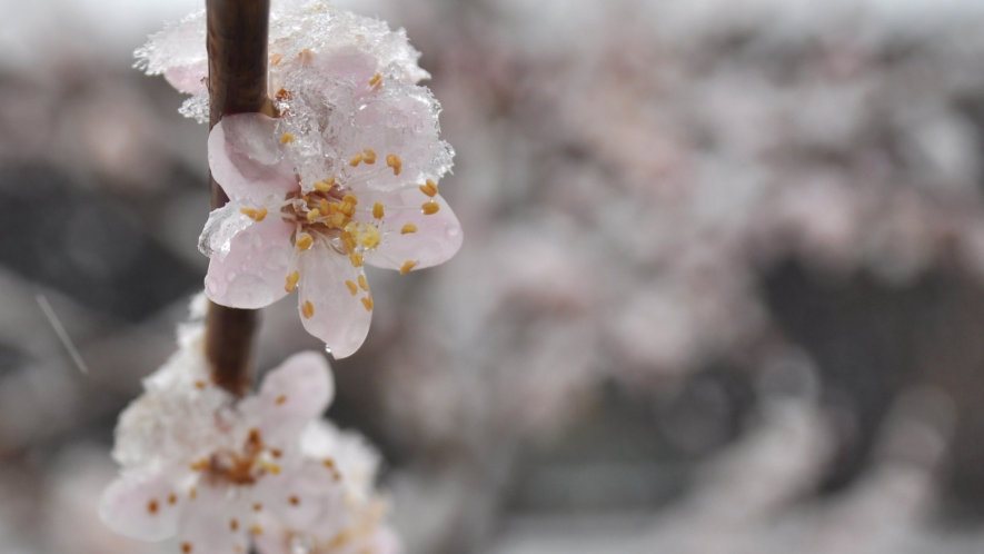 Синоптики попереджають про заморозки у Запоріжжі