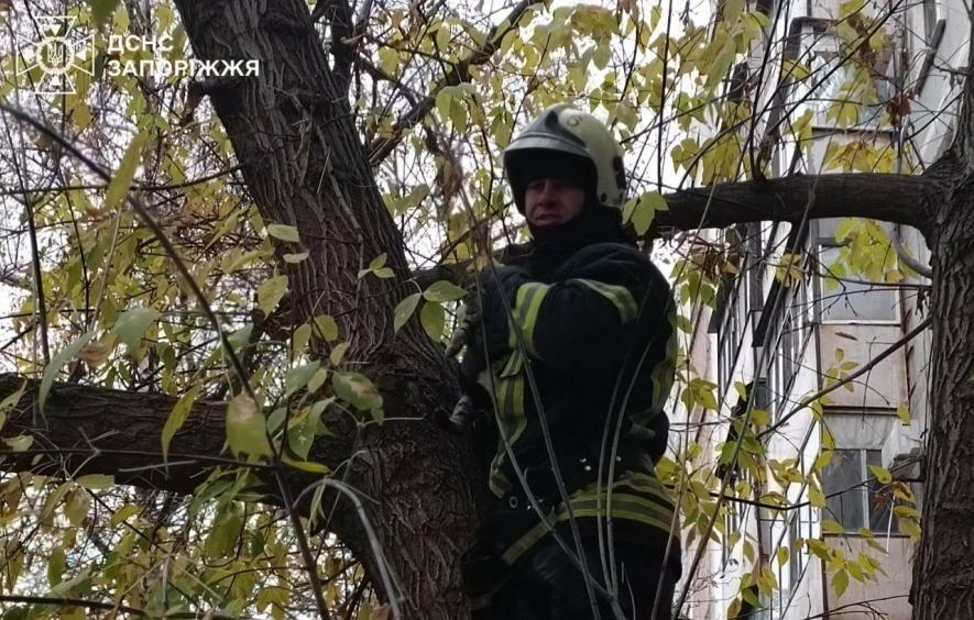 У Запоріжжі бійці ДСНС врятували кота