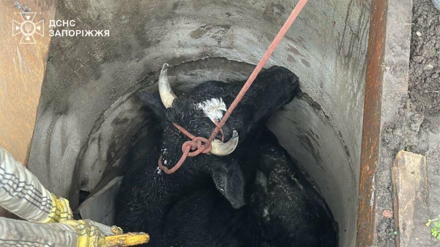 У Запоріжжі рятувальники за допомогою спецтехніки витягли корову, яка впала у колодязь