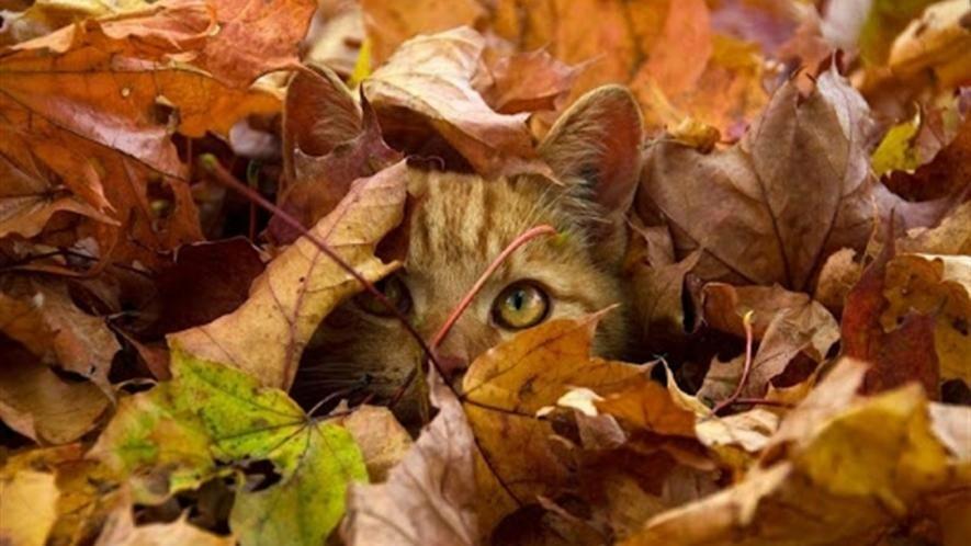 Погода вихідними у Запоріжжі: до +9° тепла та хмарно