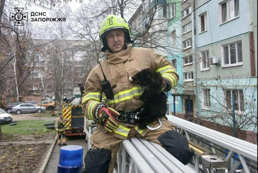 У Запоріжжі рятувальники зняли з дерева кота, який застряг на висоті п’ятого поверху