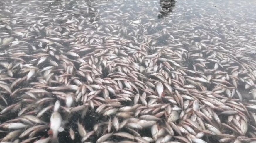Через зниження рівня води в Каховському водосховищі масово гине риба, - ВІДЕО