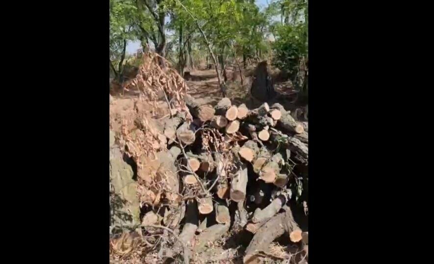 У Запорізькому районі викрили “чорних лісорубів”, які вирубали дерева на 1 млн гривень