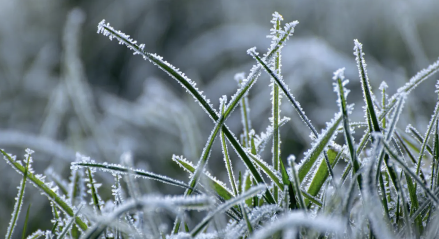 У Запорізькій області знову оголошено попередження про заморозки