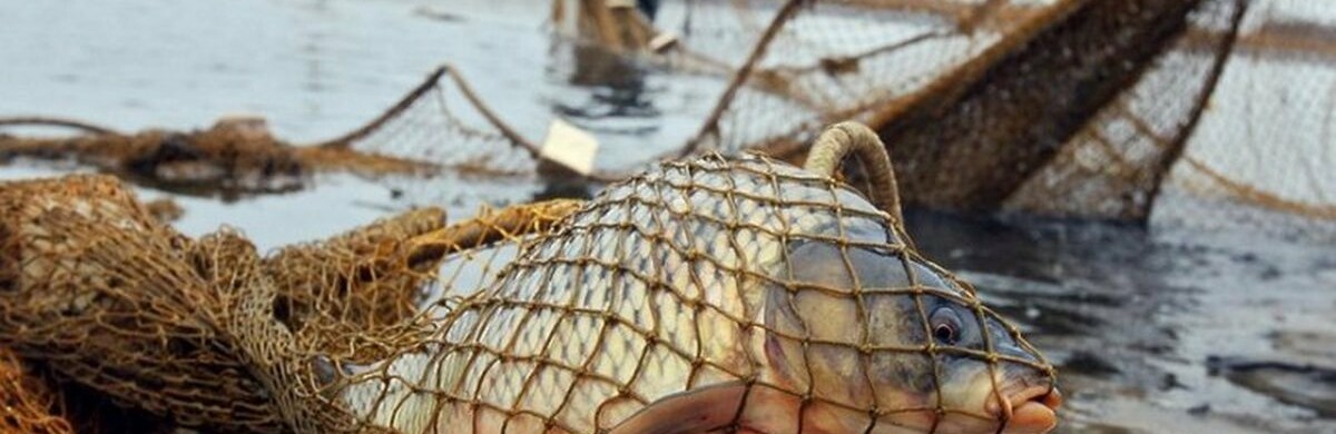 У Запоріжжі судитимуть чоловіка за незаконний вилов риби, що спричинив шкоду в понад 300 тисяч гривень