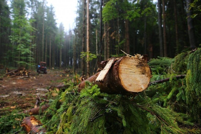 ДБР повідомила про підозру колишньому ліснику, який постачав будівельні матеріали ворогу