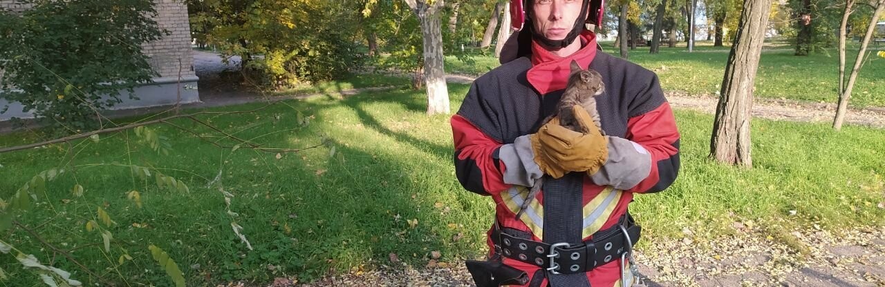 У Запоріжжі рятувальники допомогли дістати наляконого кота с дерева