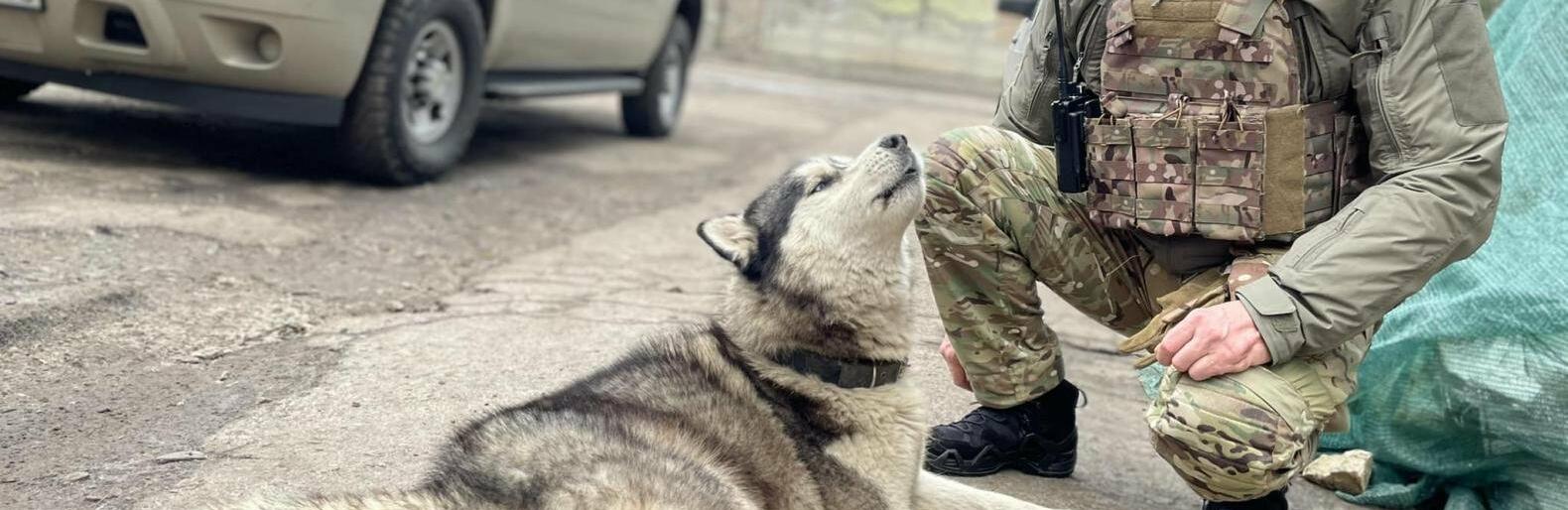 В Гуляйполі разом з поліцейськими несе службу собака Хаскі 