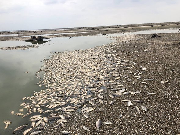 У заплаві Каховського водосховища почала гинути риба