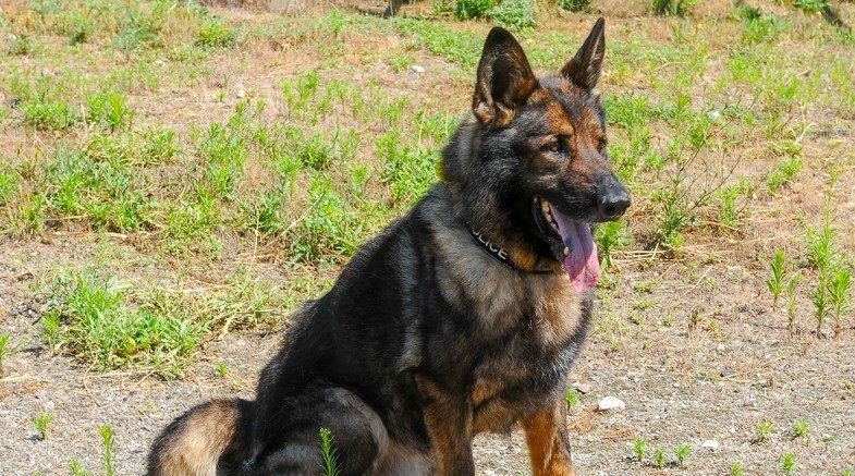 У Запоріжжі поліцейський службовий пес Ункас втратив господаря у ДТП