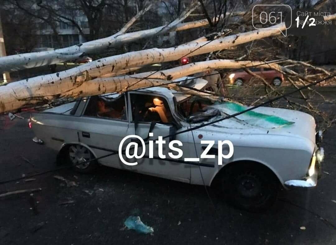 В Запорожье тополь упал на автомобиль, один человек пострадал , фото-1 В Запорожье тополь упал на автомобиль, один человек пострадал , фото-1