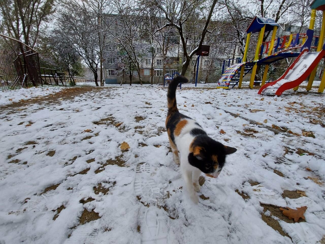 Запорожцы лепят снеговиков и делятся в сетях снимками первого снега, фото-25