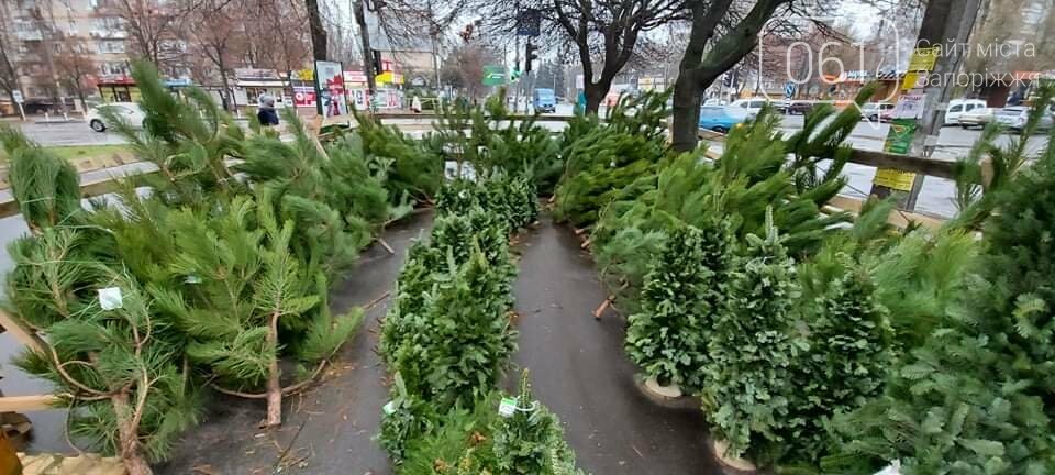 В Запорожье на елочных базарах сосны продают 100 до 1000 гривен, - ФОТО, фото-7