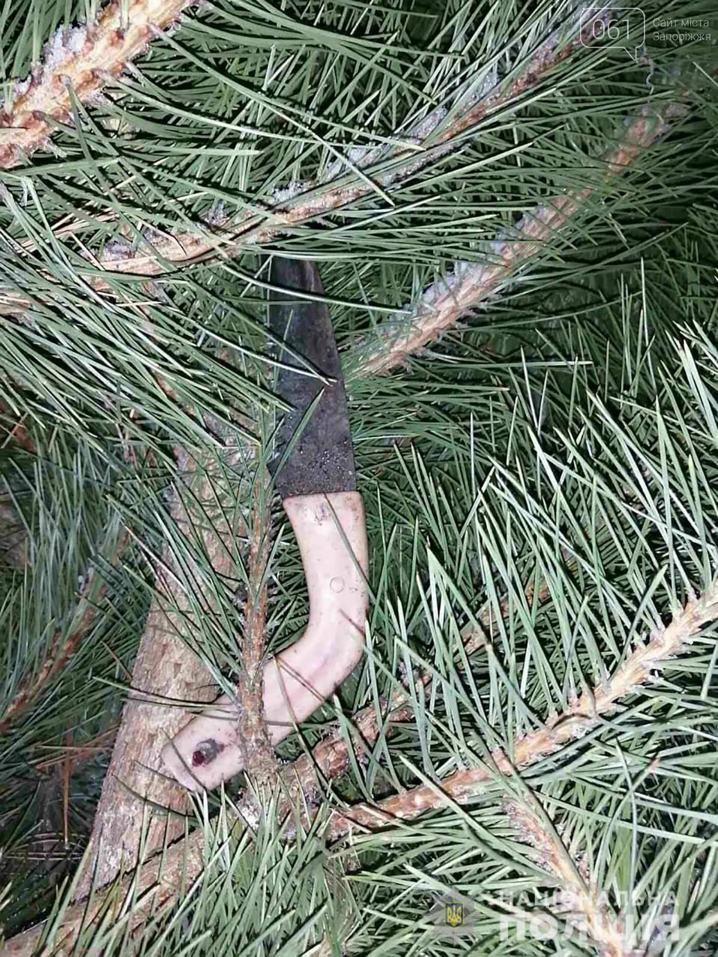 В Запорожской области полицейский и охранники устроили погоню по лесхозу за мужчинами, спилившими сосны , фото-3