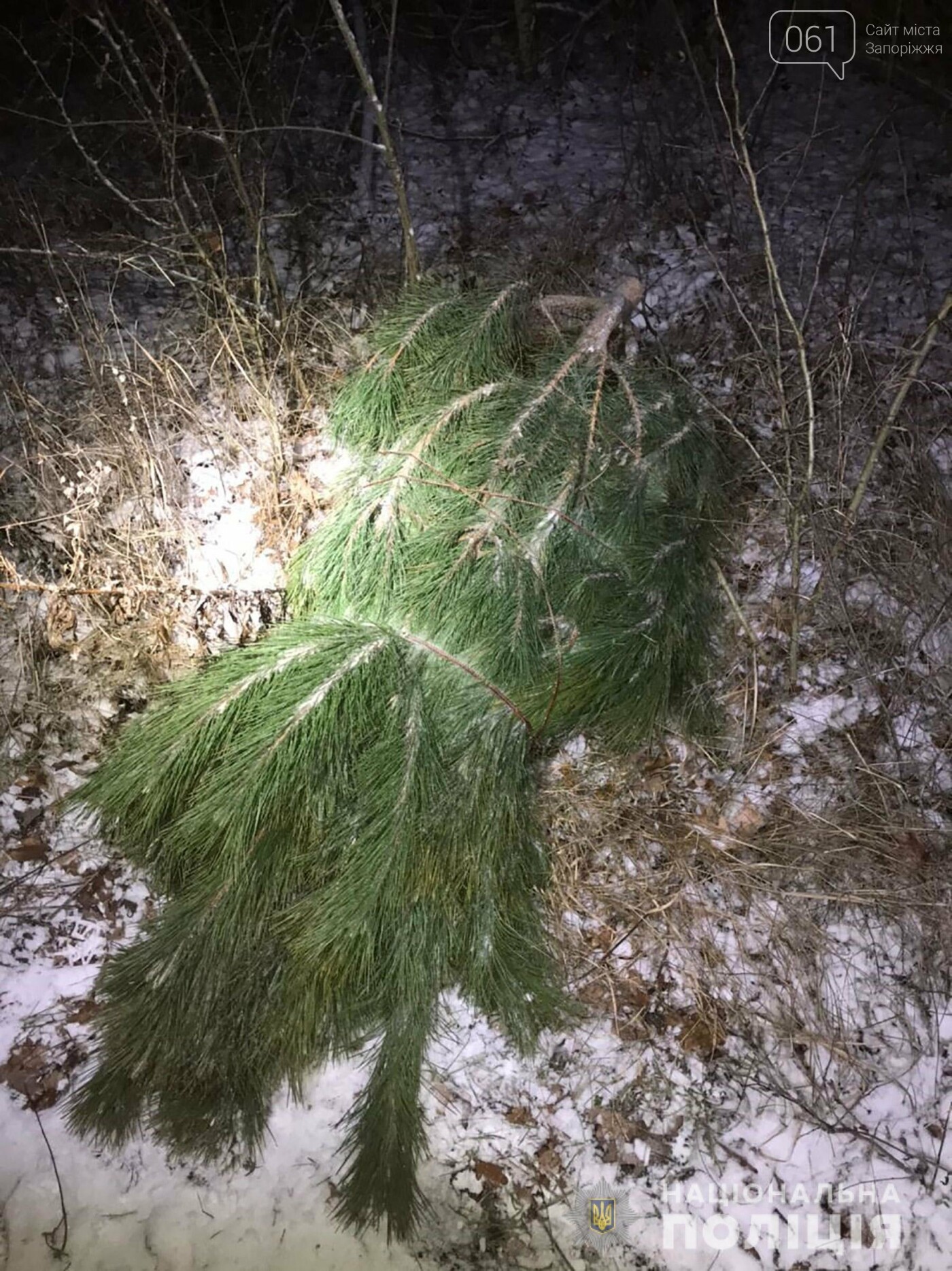 В Запорожской области полицейский и охранники устроили погоню по лесхозу за мужчинами, спилившими сосны , фото-2