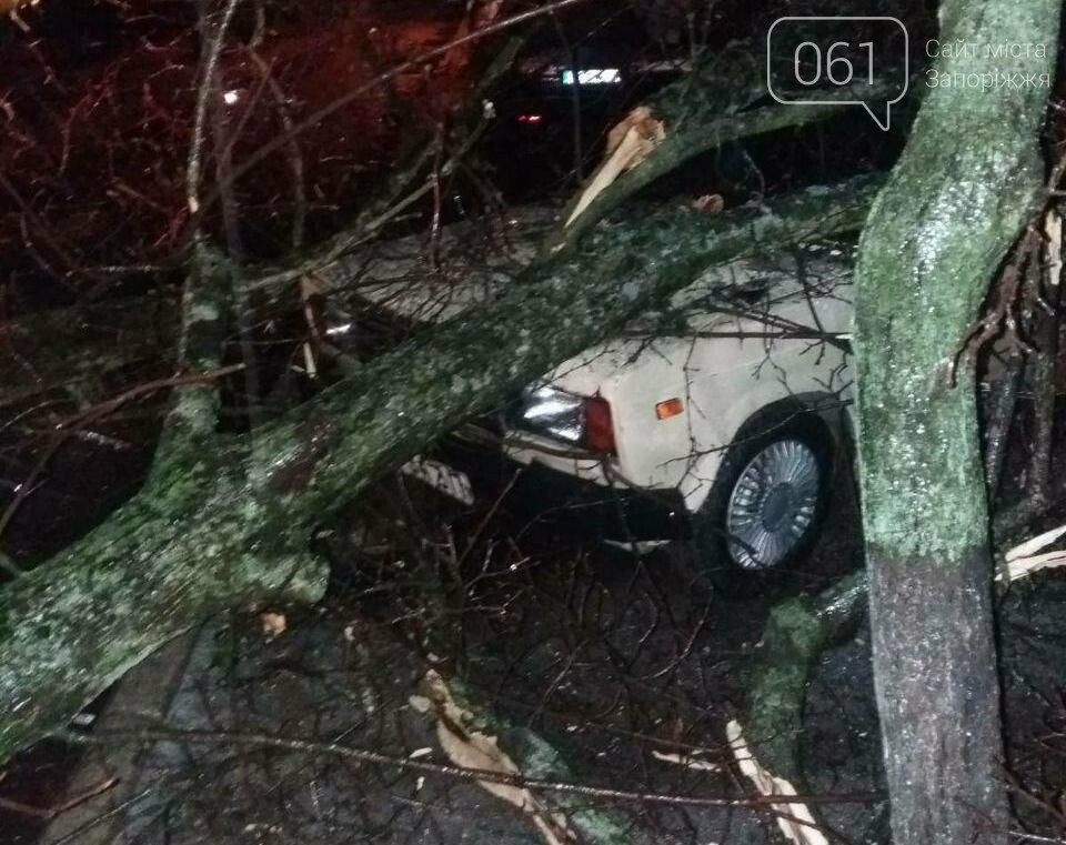 В Мелитополе дерево рухнуло на автомобиль, - ФОТОФАКТ , фото-1