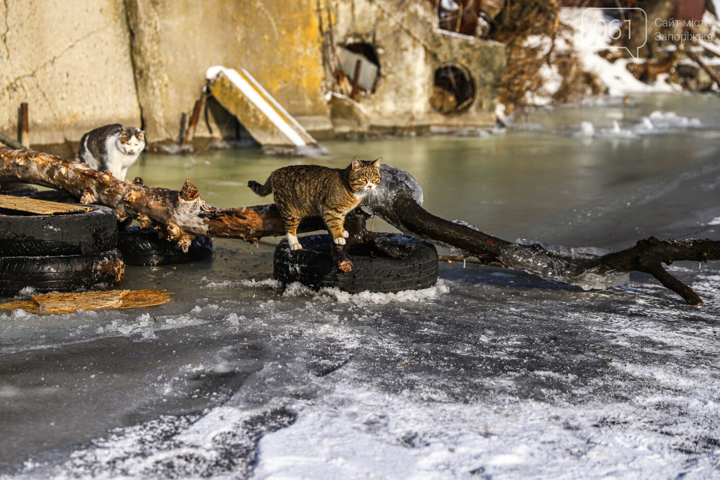 Баржи во льду, рыбаки с таранью и котики: фоторепортаж из зимней Кривой бухты, фото-73