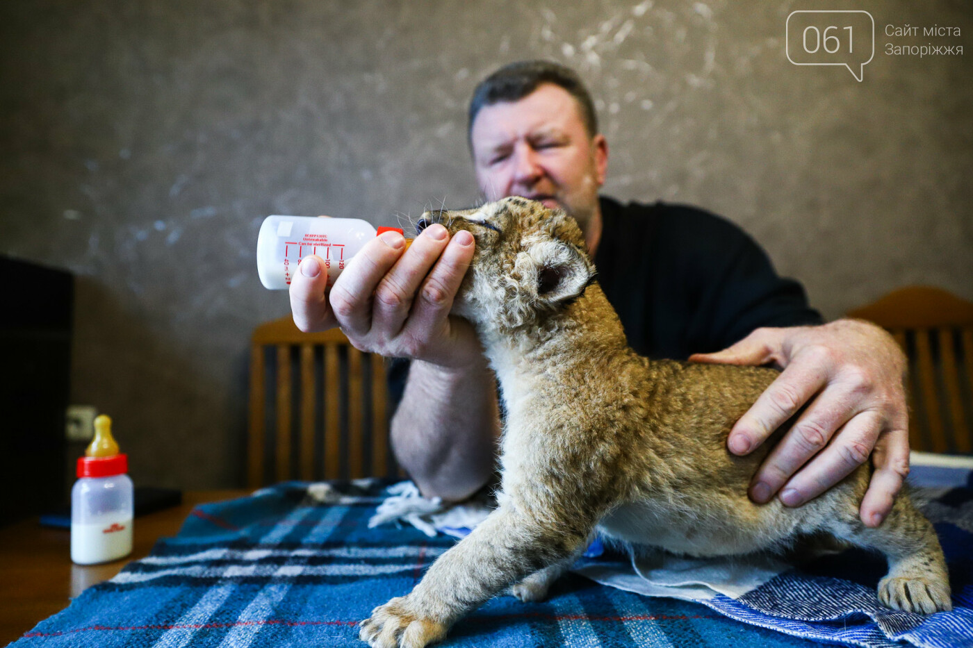 В Васильевке выхаживают тигрят и львенка, от которых отказались мамы, - ФОТО, ВИДЕО, фото-22