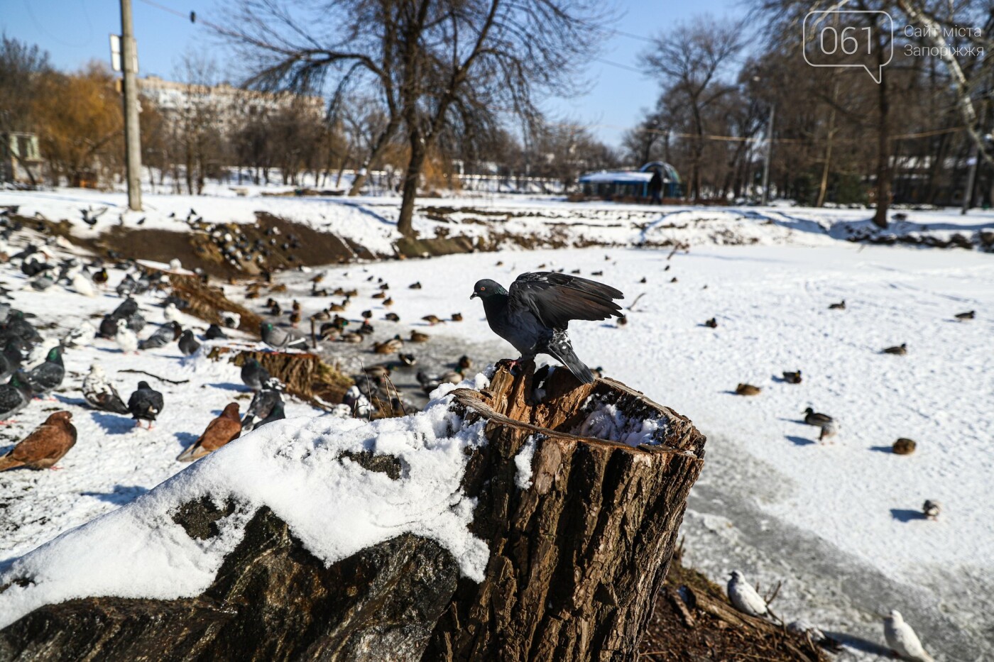 Хоккей, собака-фотомодель и голодные утки: фоторепортаж о зимней "Дубовой роще", фото-9