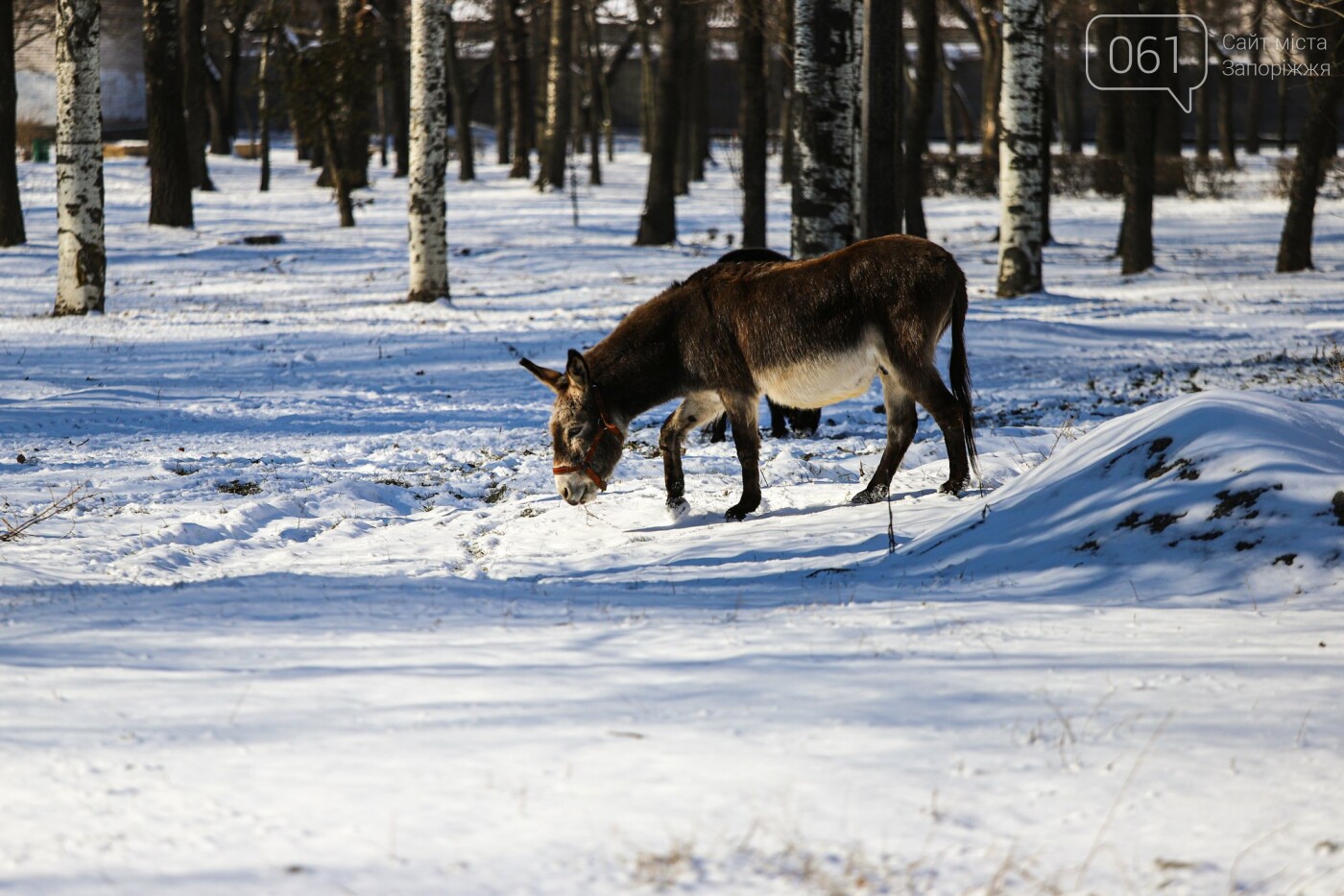 Хоккей, собака-фотомодель и голодные утки: фоторепортаж о зимней "Дубовой роще", фото-35