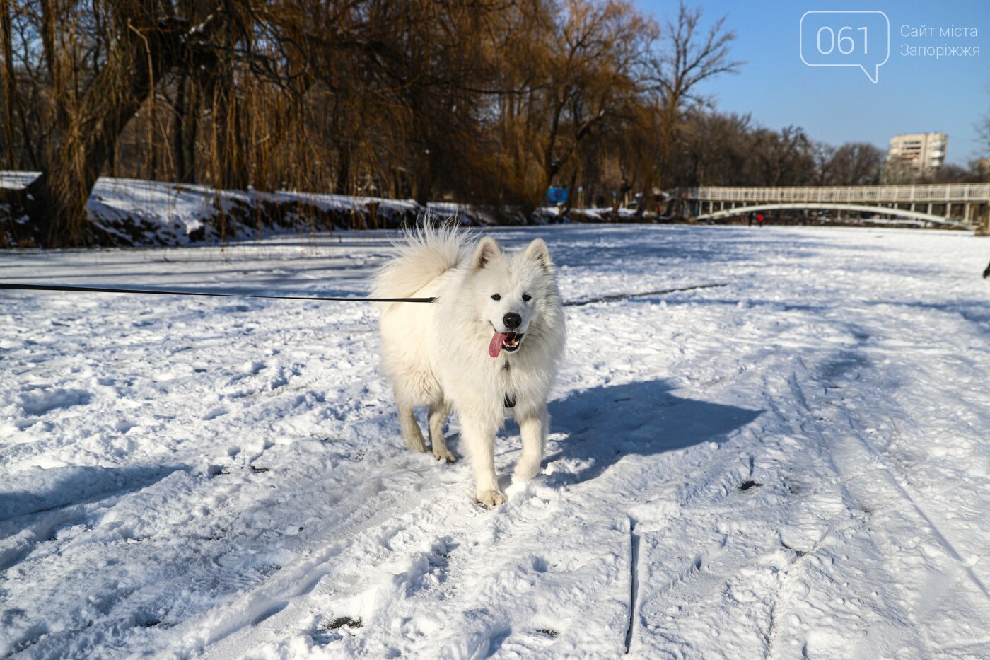 Хоккей, собака-фотомодель и голодные утки: фоторепортаж о зимней "Дубовой роще", фото-19