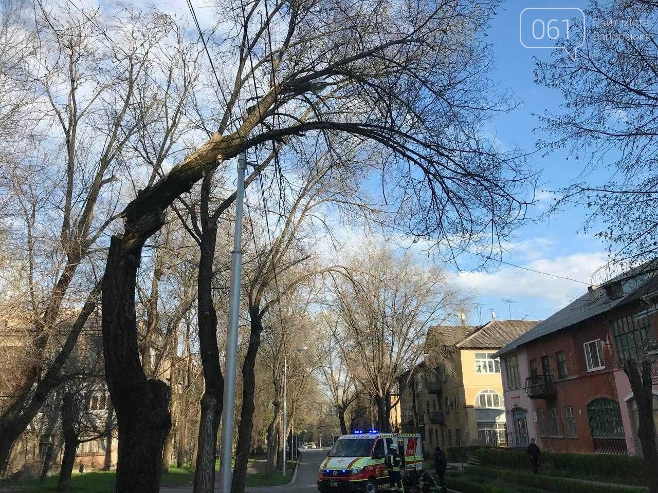 В центре Запорожья дерево рухнуло на электропровода и дорогу, - ФОТОФАКТ, фото-2