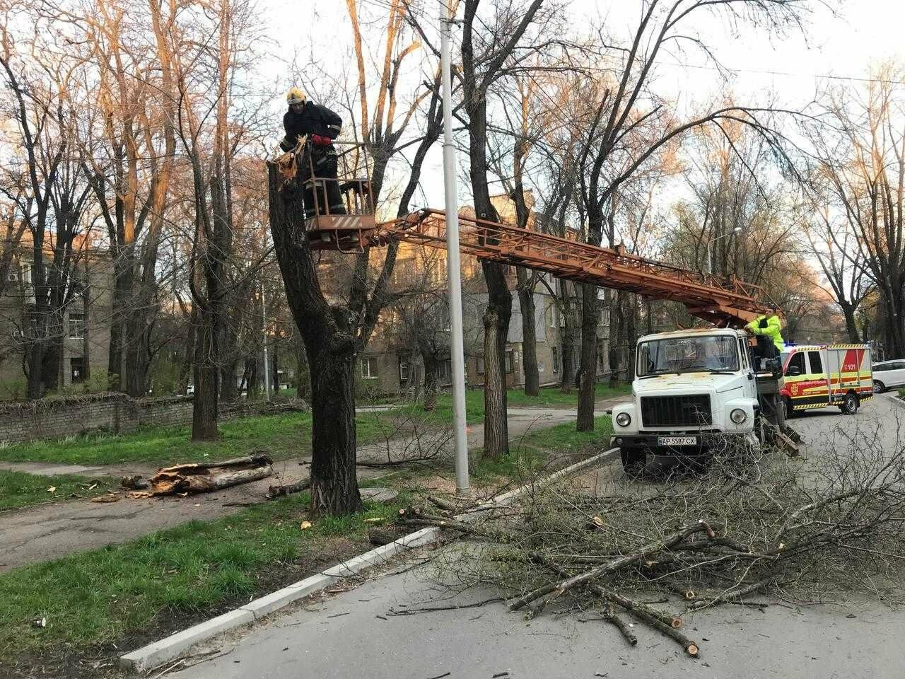 В центре Запорожья дерево рухнуло на электропровода и дорогу, - ФОТОФАКТ, фото-1