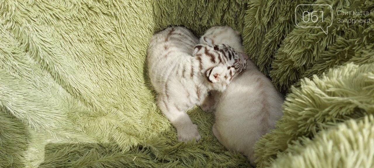 В Бердянском зоопарке родились белые тигрята: малышей взвесили и вывели на первую прогулку, - ФОТО , фото-4
