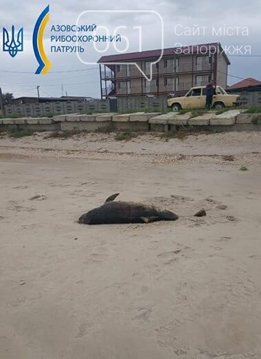 На территории Приазовского нацпарка обнаружили труп дельфина