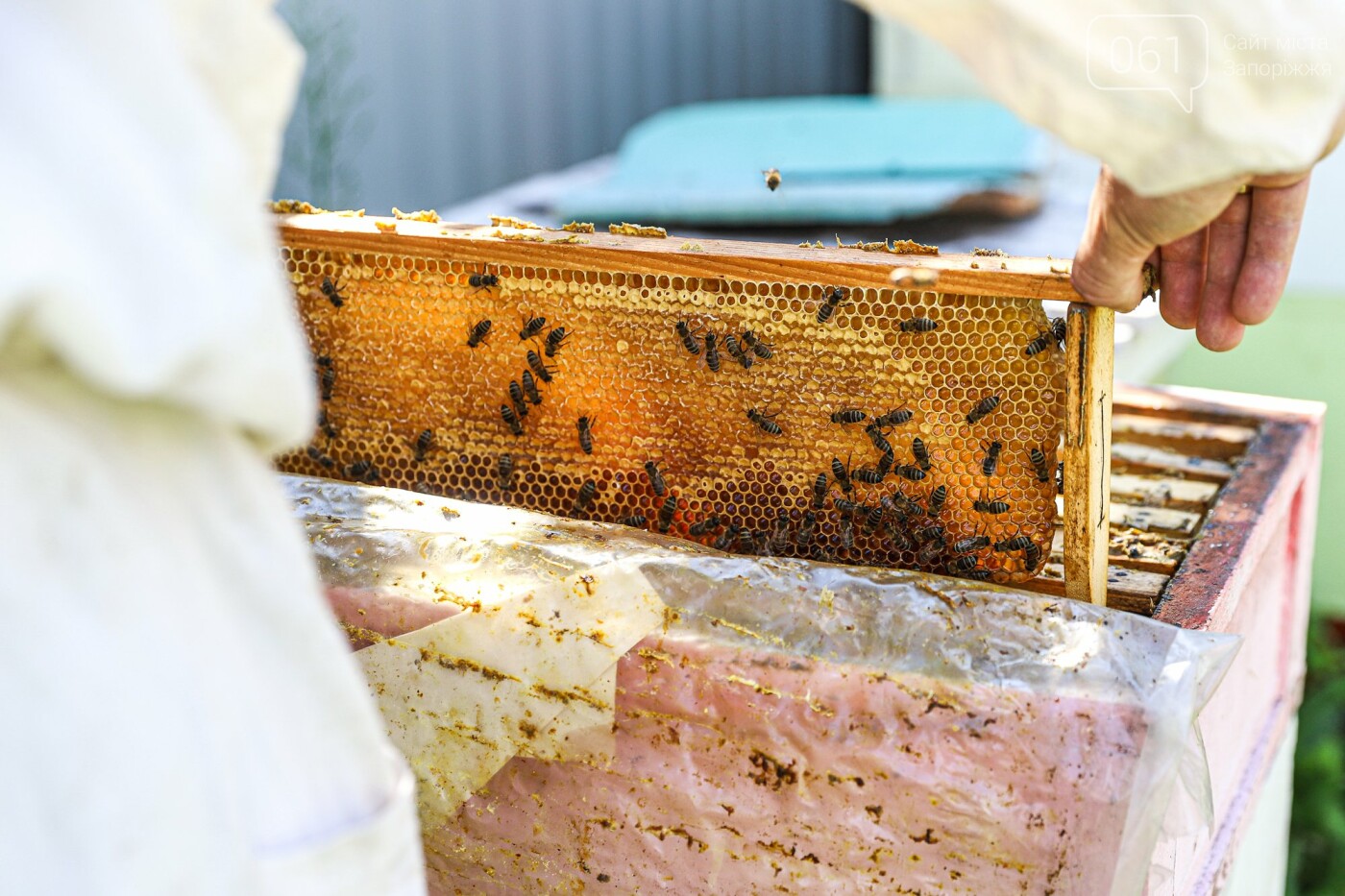 Пчеловод добывает мёд