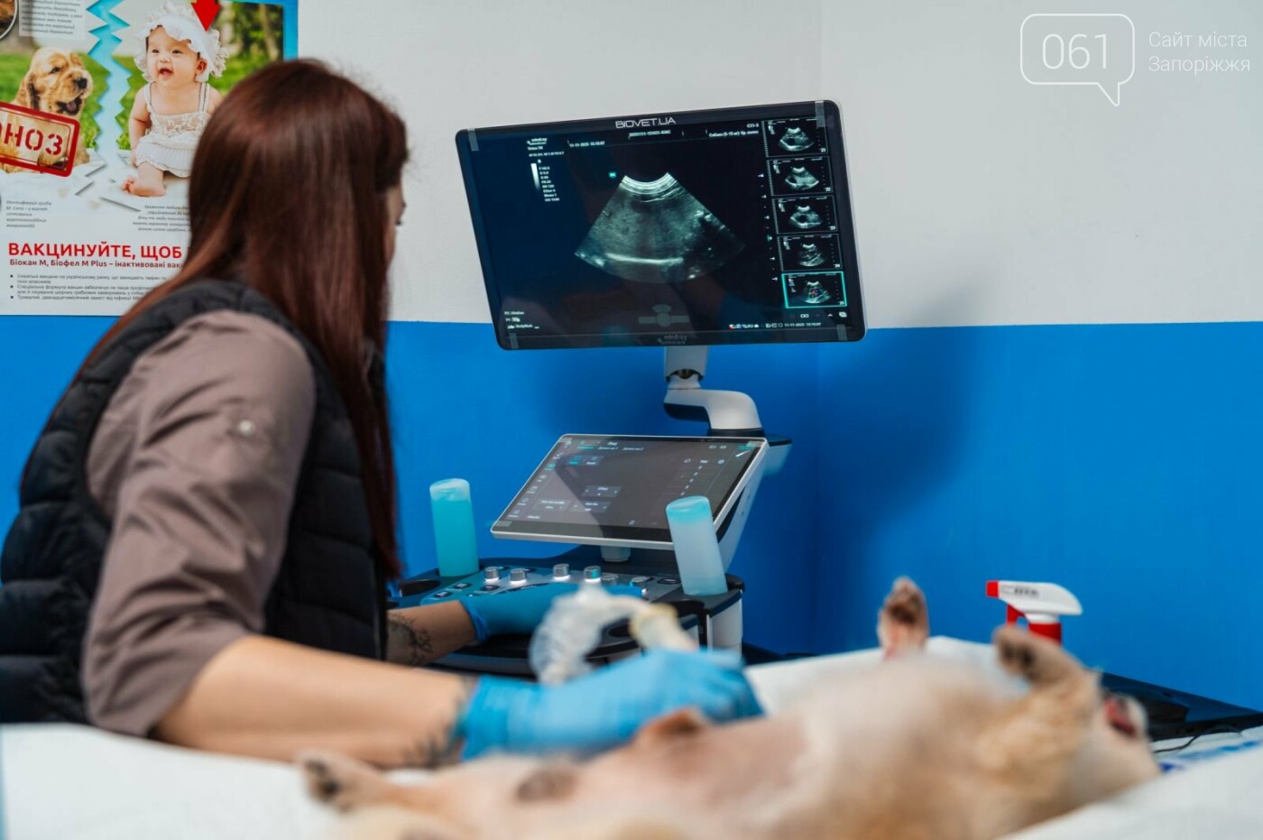 Все для домашніх улюбленців: гід по здоров’ю та догляду за хвостиками , фото-8