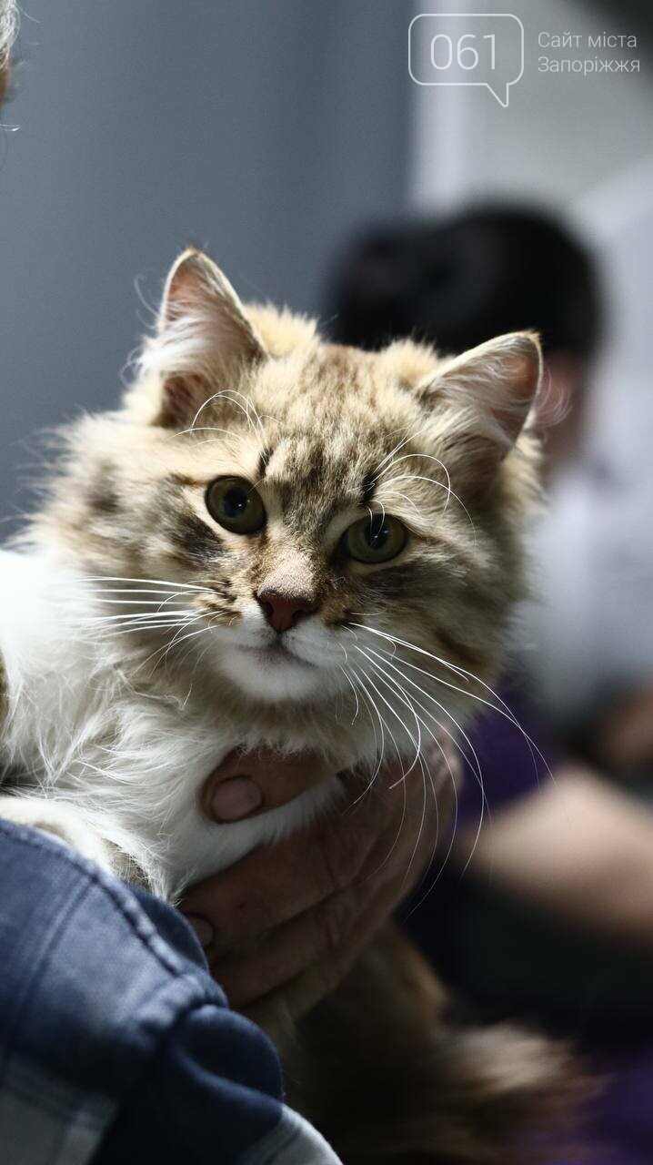 Все для домашніх улюбленців: гід по здоров’ю та догляду за..., фото-20 Все для домашніх улюбленців: гід по здоров’ю та догляду за хвостиками , фото-20