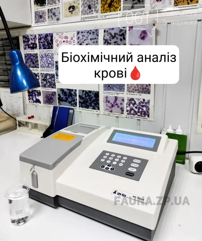 Все для домашніх улюбленців: гід по здоров’ю та догляду за хвостиками , фото-27