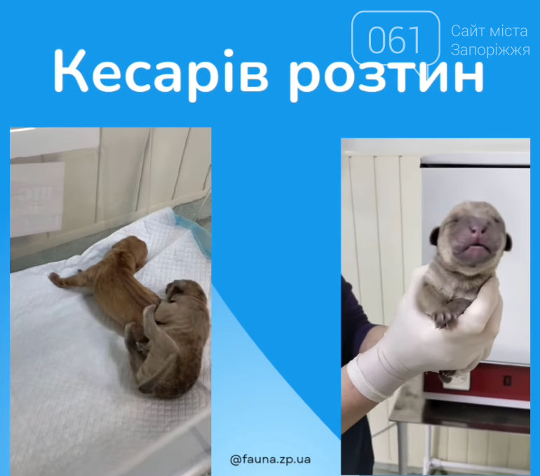 Все для домашніх улюбленців: гід по здоров’ю та догляду за хвостиками , фото-28