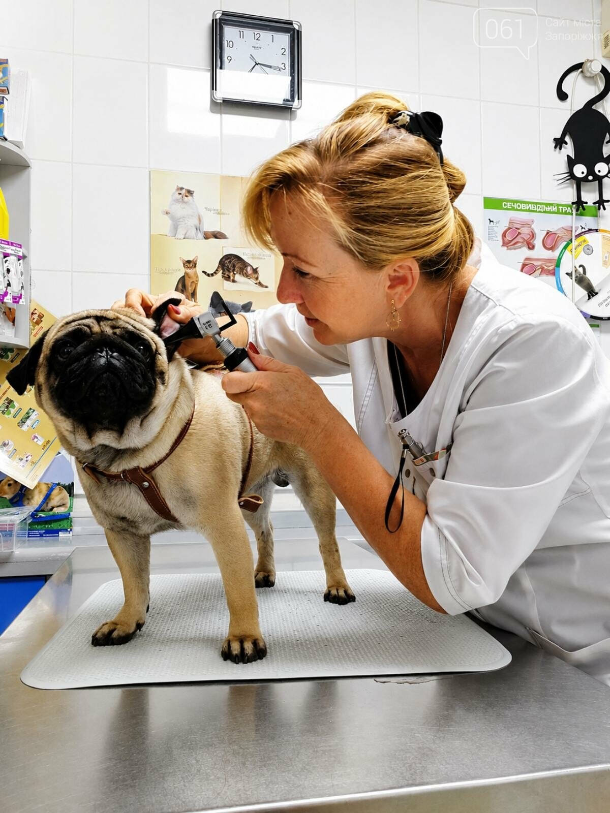 Все для домашніх улюбленців: гід по здоров’ю та догляду за хвостиками , фото-75