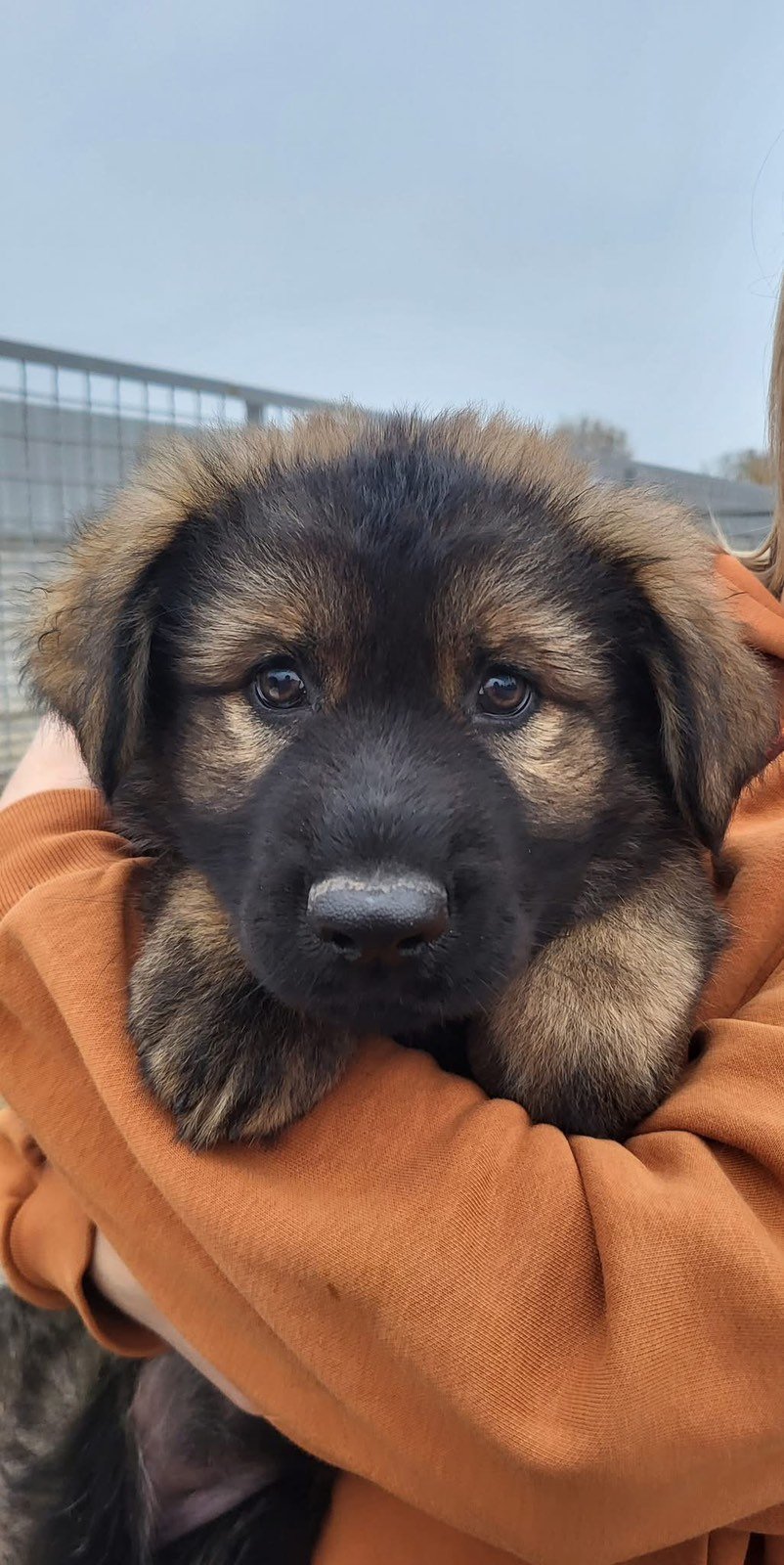 В наявності є цуценя німецької вівчарки, фото-2