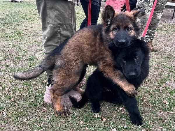 В наявності є цуценя німецької вівчарки, фото-3