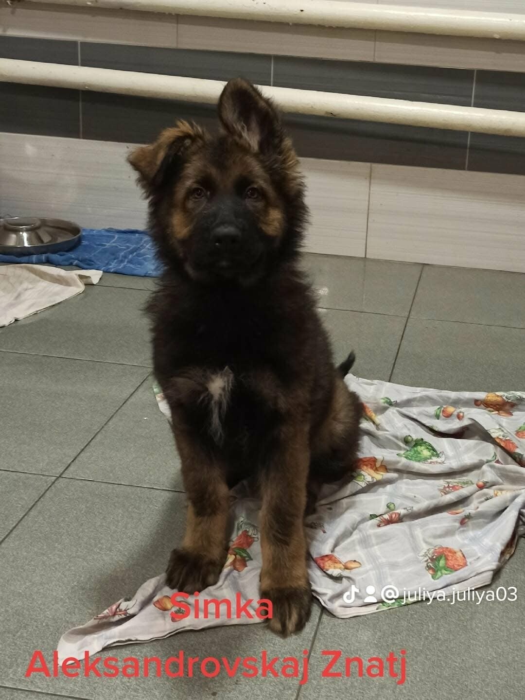 В наявності є цуценя німецької вівчарки, фото-4