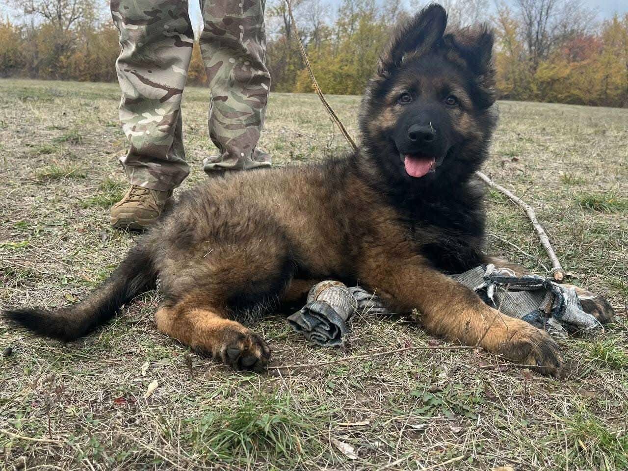 В наявності є цуценя німецької вівчарки, фото-5