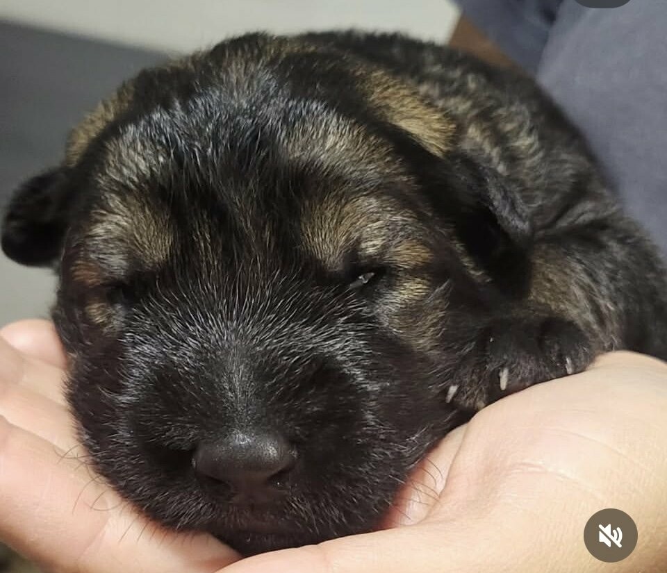 В наявності є цуценя німецької вівчарки, фото-6