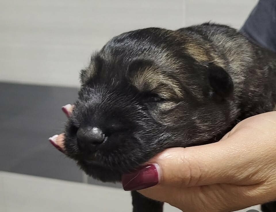 В наявності є цуценя німецької вівчарки, фото-7