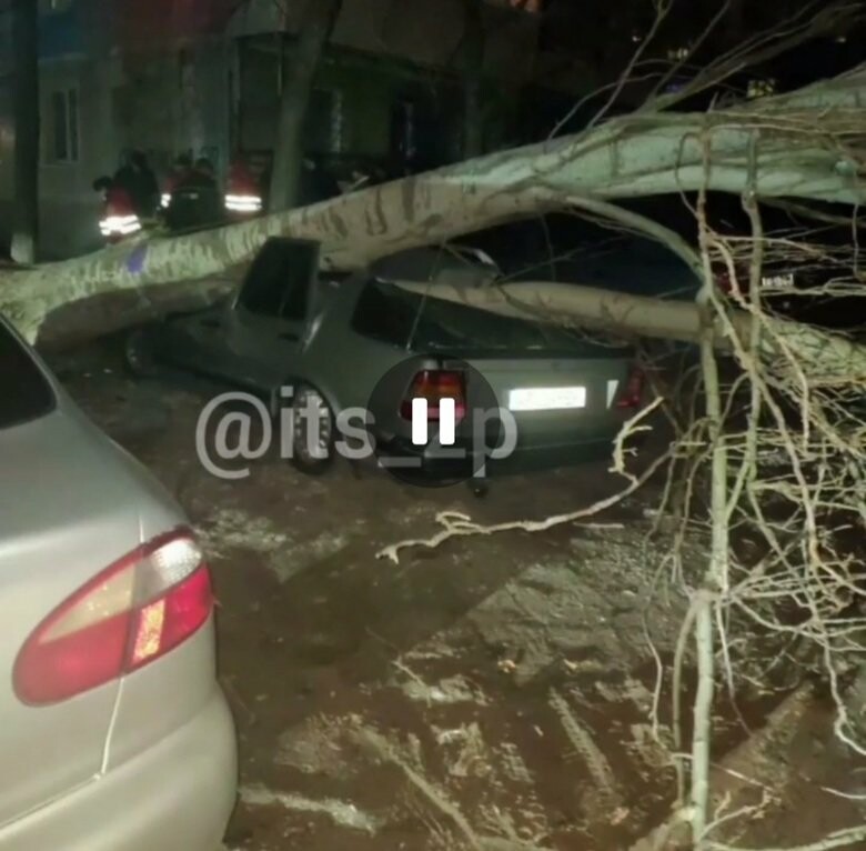В Запорожье из-за сильного ветра дерево рухнуло на автомобиль 